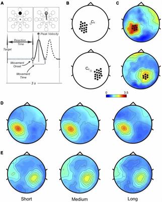 Beta Modulation Depth Is Not Linked to Movement Features